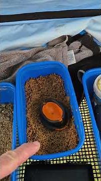 🎥🎞Little News: Feeder and river fishing, behind the scenes #carp #carpfishing #fishing #fish