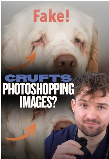 Bruin the Clumber Spaniel Wins Best in Show at Crufts 2026