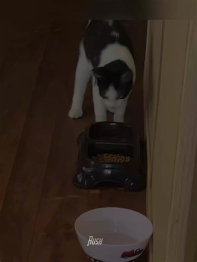 Cat Core | Part 17 | #fyp #viral #viral_tiktok #catcore #ethiopian_tik_tok🇪🇹🇪🇹🇪🇹