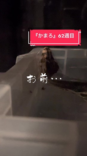 Care Tips for Lizard Pets in Indoor Settings