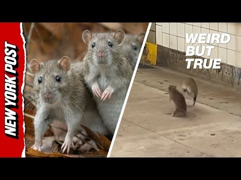 Best Rat Fights Ever! Subway Brawls, Pizza Rats & More Fists of ‘Furry’ | Weird But True