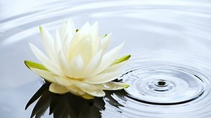 Water Drop Splashing Water White Water Stock Footage Video (100% Royalty-free) 1066981024 | Shutterstock