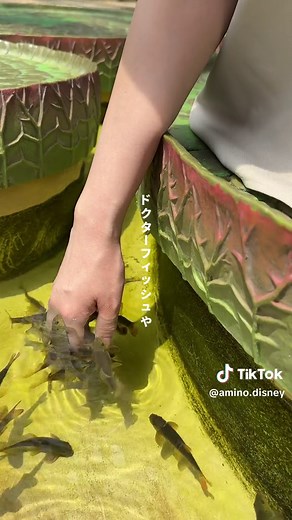魅力満載！三重の鳥羽水族館の魅力と楽しみ方