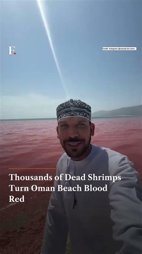 Thousands of Dead Shrimps Turn Oman Beach Blood Re