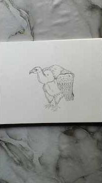 Vulture Drawing/Beginners/Art