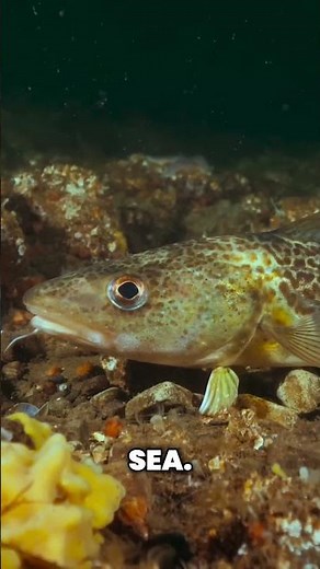 The BALTIC SEA´S Best-Kept SECRETS: You WON´T BELIEVE What’s UNDERWATER! 🌊🧭