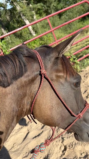 1.4K views · 83 reactions | Azzy is the best girl! I can lay across the saddle and she doesn’t care at all! So much trust and work has gone into this girl ❤️ #rockinkquarterhorses #baby #fyp #love #viral #azzy #girl #followers #share #comment #trending | Rockin K Quarter Horses | Facebook