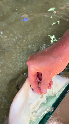 13 reactions | 戀 Who’s hungry? It’s feeding time with a Bluespotted Maskray 戀 These rays are gentle,curious and always up for a snack that’s hand fed to them! Fun fact: These stunning rays get their name from the bright blue spots across their body, which act as a warning to predators — I’m beautiful, but don’t mess with me! | Ocean Park | Facebook