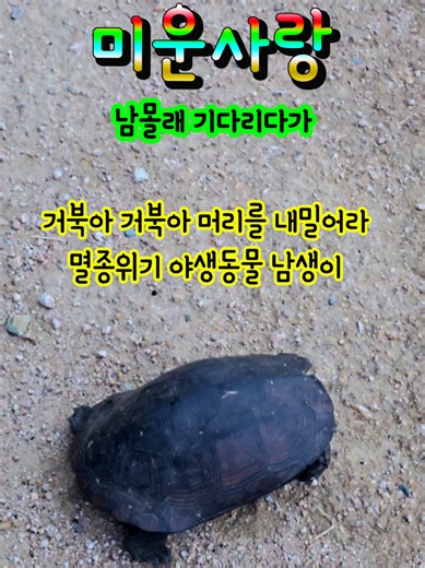 미운사랑 • 이찬원 / 🐢남생이 토종 거북이 출몰 #다시만날수있을까 #임영웅 #남생이 #거북이 #을숙도생태공원