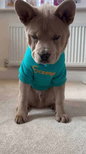 French Bulldog Crossed with Chow Chow - Adorable Teddy Bear Mix