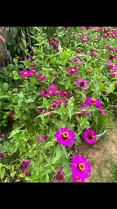 2.9K views · 180 reactions | Dearest Donors to Cows for Cambodia...