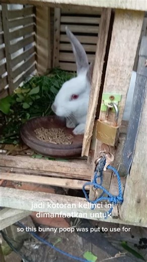 Benefits of rabbit droppings as a plant fertilizer