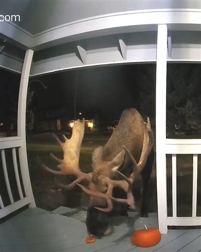3M views · 10K reactions | A bull moose helped clean up Halloween decorations off the porch! #moose #halloween #pumpkin #alaska | Western Mass News | Facebook