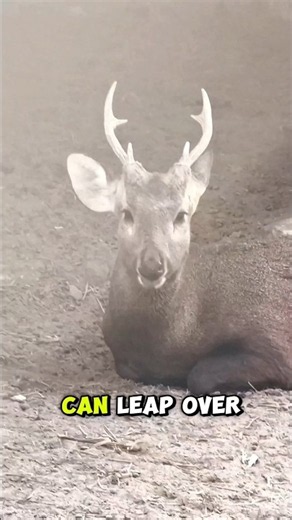 Real Deer Sounds | Natural Deer Call Sound Effect (HD Audio