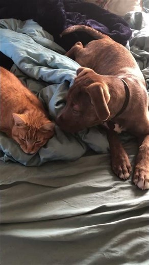 Dave the cat learning to deal with his new puppy sister #puppy #kitty #cat #kitten #puppies #pets