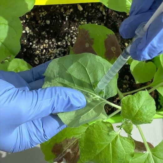 Demo of Agrobacterium Infiltration