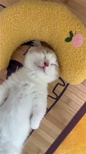 Cat mimics talking #cat #talking #shorts #lol