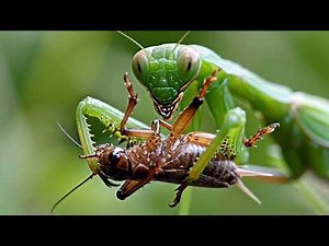 The Secret Life of a Praying Mantis | Nature’s Silent Hunter