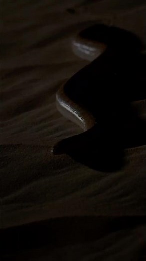 Boa des Sables d’Arabie: Le Prédateur Caché du Désert 🐍🌵 #MondeDesReptiles #AnimauxSauvages