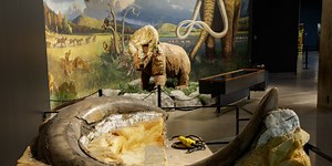 Meet Zed, the Tar-Pit Mammoth Who’s About to Be a Star