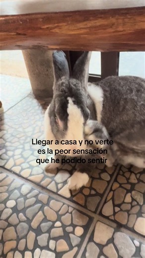 El dolor de perder a mi conejito