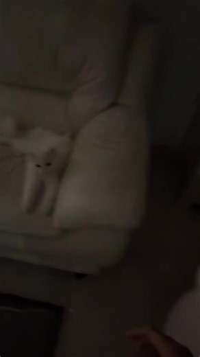 missing kiby 🥹 didn’t realize it was still in my drafts… oh my baby….