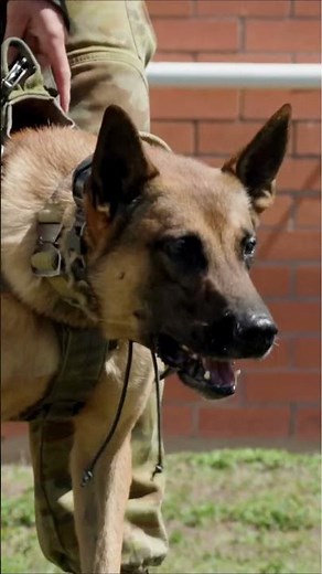 ADF | Behind the scenes - training our military working dogs #shorts