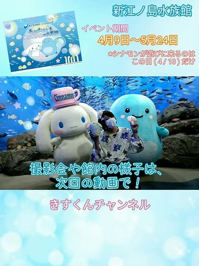 【新江ノ島水族館】シナモロール＆あわたん コラボ撮影会☆【あわたん＆シナモロールの大冒険】#Shorts