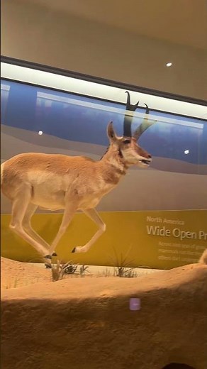 Take a quick tour inside the Museum of Natural History! #Smithsonian #Museum #WashingtonDC #Shorts