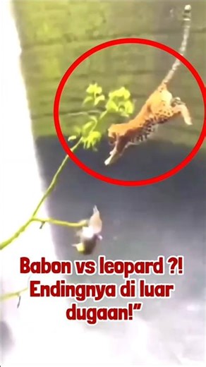Chasing a Baboon in a Tree, a Leopard Falls into the River!”