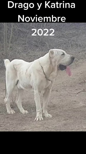 Apareamiento de Perros Alabai en Perú: Drago y Katrina