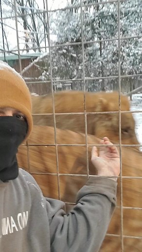 Winter Fun with a Unique Lion-Tiger Hybrid