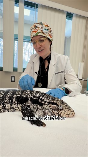 Update on Frankie, the miracle lizard! Frankie, the tegu who was found in the snow in Providence, came back to the Odd Pet Vet for surgery to remove damaged tissue from her tongue. Dr. Tess Gannaway shares her story - and why this case is so unique. Frostbite cases like this are rare in reptile medicine. So rare, in fact, that our team, using a One Health approach (which recognizes that humans, animals, and our shared environment are deeply connected), referenced a human medical case to help gui
