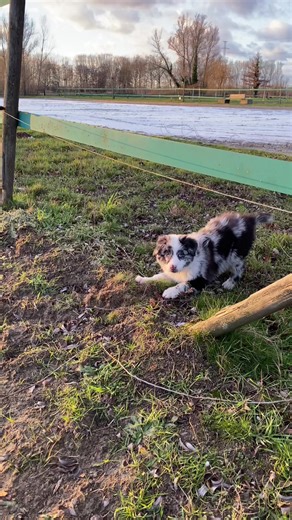 Outdoor play is the best 💕 #australianshepherd #aussie #puppy #puptok #aussiepuppy