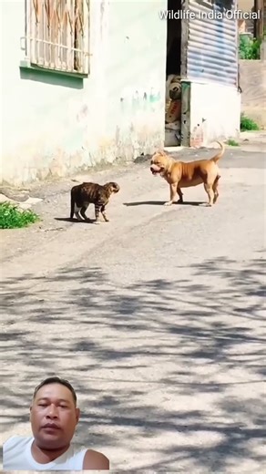 Kucing vs anjing #kucing #cat #anjing #dog #viralvideo