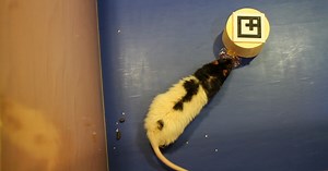 "Beaming" technology allows for remote human/rat communications