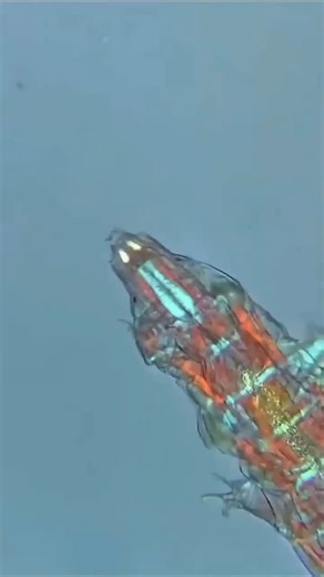Shubham Thorat | Biotechnology on Instagram: "Tardigrade😍😍 Tardigrades are eight-legged micro animals that can survive in nearly any environment - this one is also a happy little dancer. Filmed in polarized light, we can see the muscle fibers change color depending on their orientation in the light. Via: @sciencechannel #microbiologist #microscopicworld #microscopephotography #microbiologists #microscopeview microscopio microbiologia microbiologie microbiología microbiologylab microbiology bio