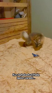 Kun tarhakarkuri Halla lapion varasti... Tänään Halla muistuttaa meitä siitä, että vaikka kylmät tuulet puhaltaisivat ja maailma tuntuisi harmaalta ja kylmältä ja mieli ankealta, löytyy iloa ja merkitystä niistä elämän pienistä asioista – vaikka sitten kakkalapiosta. Halla ja muut tuulispääläiset toivottavat iloa ja valoa ja oikein kivoja kakkalapioita jokaisen eläinten ystävän viikkoon ✨🦊 | Eläinsuojelukeskus Tuulispää