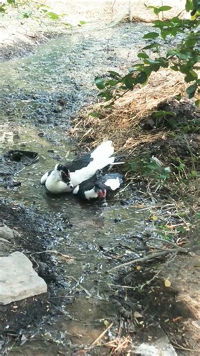 Muscovy duck farming in Indian village #duckfarmer #birds #duck #duckfarm #ducklife #whattheduck