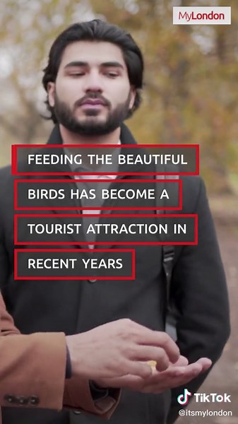 Exploring London's Parakeets: Two Must-See Spots