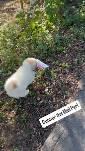 4.9K views · 578 reactions | Sooo cute!!! #greatpyreneeslife #greatpyreneespuppy #greatpyreneespuppies #greatpyrenees #akcgreatpyrenees | Hilltop Great Pyrenees | Facebook