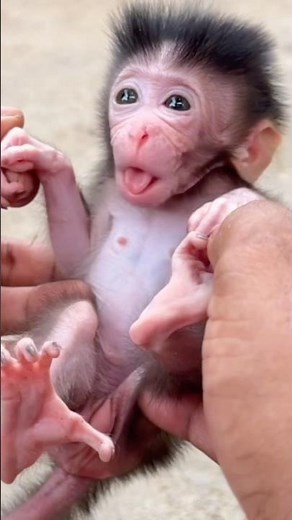Heartbreaking Moment: Baby Monkey Afraid and Longing for Love 💕