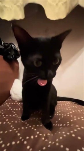 可愛い猫の奇跡の瞬間 ちなみにTiktokのアカウントの名前もNOi'Xです。