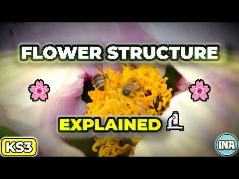 Flower Structure | KS3 Biology