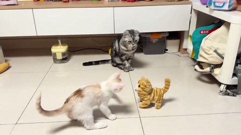 Kitten mistakes toy cat for real one in Beijing, China
