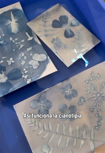 Taller de Cianotipia Botánica. 🌿 La cianotipia es un antiguo proceso fotográfico que utiliza la luz del sol para crear imágenes. Es una técnica sencilla, sorprendente y una hermosa forma de explorar la fotografía alternativa y la botánica desde la experimentación. Durante el taller aprenderemos el proceso paso a paso: prepararemos el papel fotosensible, crearemos nuestras composiciones botánicas y revelaremos nuestras propias impresiones. Si hace tiempo tenías curiosidad por aprender cianotipia