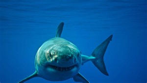 The real reason why great white sharks might bite humans