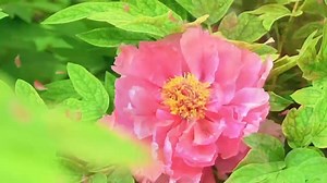 🌞Embrace the beauty of peonies at #TaiyanggongPark in #Chaoyang district, #Beijing, this summer!😁 🌺Over 50,000 peonies in various hues, like red, purple, pink, and white, have turned the park into a canvas of nature's vibrant artistry. For delightful cultural immersion, don’t forget to explore peony-themed landscapes, performances, and markets! #AmazingChaoyang #GardenCity | Amazing Chaoyang