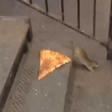 David Attenborough Pizza Rat
