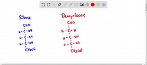 Sketch the structures of the sugars ribose and deoxyribose. Which molecule, DNA or RNA, contains each sugar? | Numerade